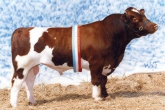 Maine-Anjou bull at Royal Melbourne Show